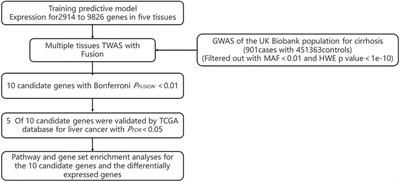 Identifying and Exploring the Candidate Susceptibility Genes of Cirrhosis Using the Multi-Tissue Transcriptome-Wide Association Study